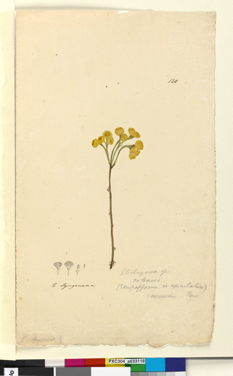 Side 120. Elichrysum, ca. 1803-06 (wc, penn, blekk og blyant) av John William Lewin