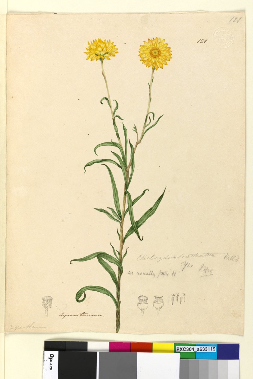 Side 121. Elichrysum bracteatum, c.1803-06 (wc, penn, blekk og blyant) av John William Lewin