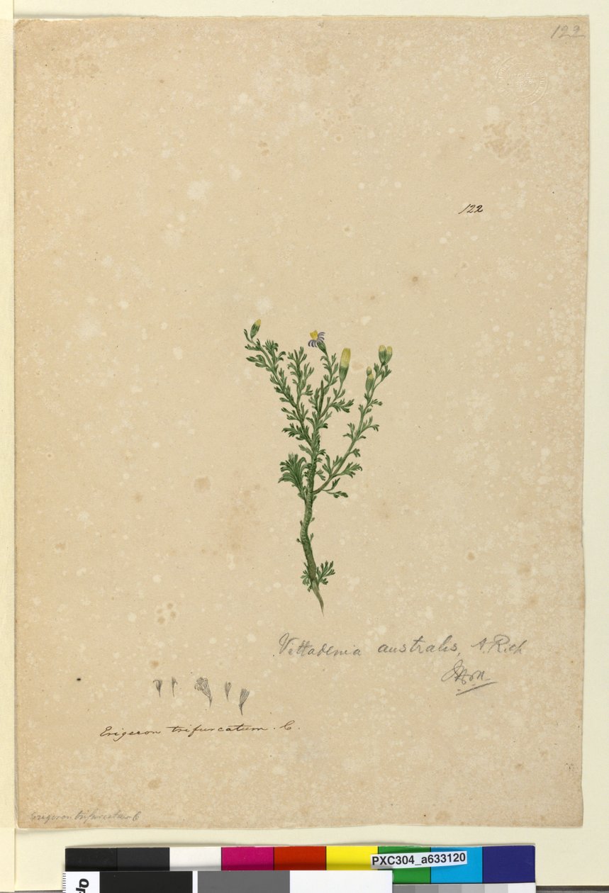 Side 122. Vittadinia australis, ca. 1803-06 (wc, penn, blekk og blyant) av John William Lewin