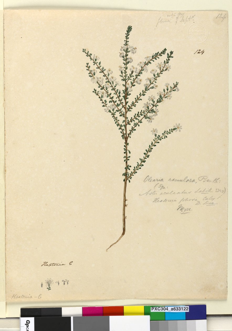 Side 124. Olearia ramulosa, ca. 1803-06 (wc, penn, blekk og blyant) av John William Lewin