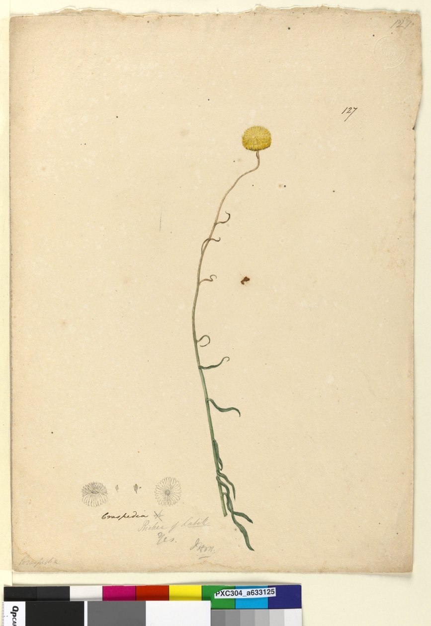 Side 127. Craspedia, ca. 1803-06 (wc, penn, blekk og blyant) av John William Lewin