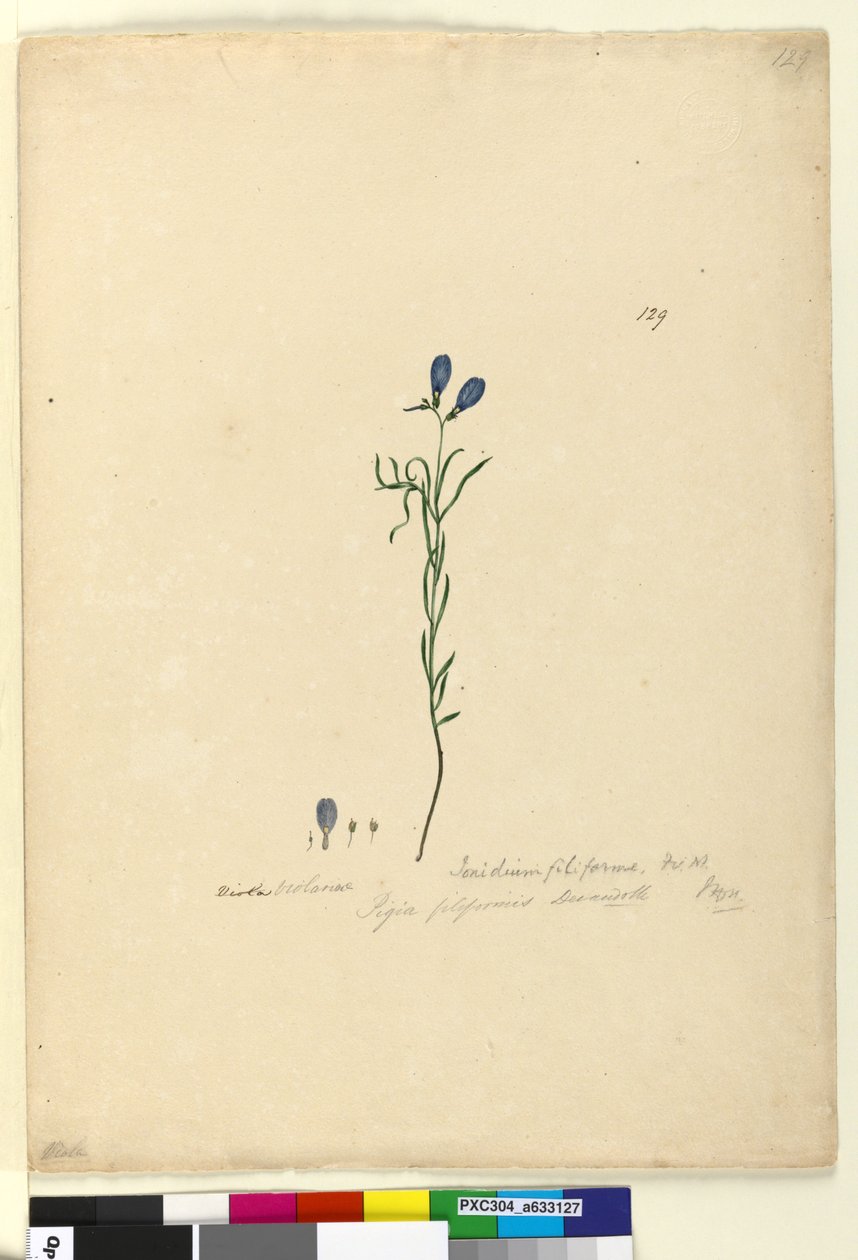Side 129. Ionidium filiforme, c.1803-06 (wc, penn, blekk og blyant) av John William Lewin