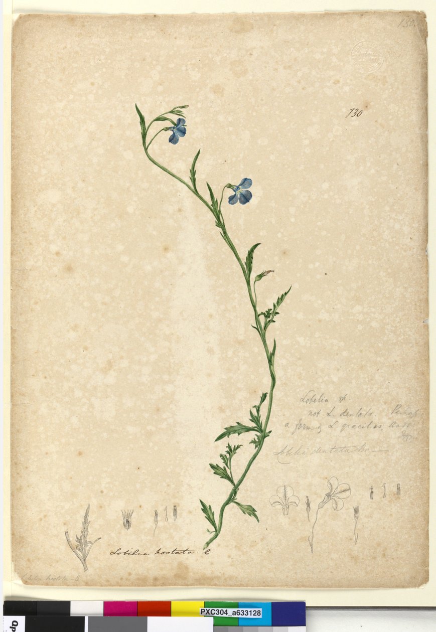Side 130. Lobelia hostataLobelia gracilis, ca. 1803-06 (wc, penn, blekk og blyant) av John William Lewin