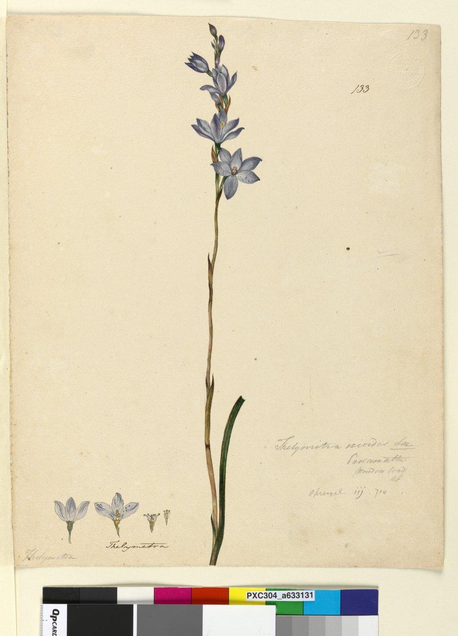 Side 133. Thelymitra ixioides, c.1803-06 (wc, penn, blekk og blyant) av John William Lewin