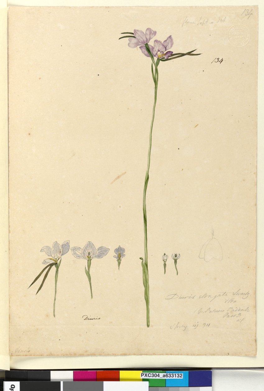 Side 134. Diuris elongata, ca. 1803-06 (wc, penn, blekk og blyant) av John William Lewin