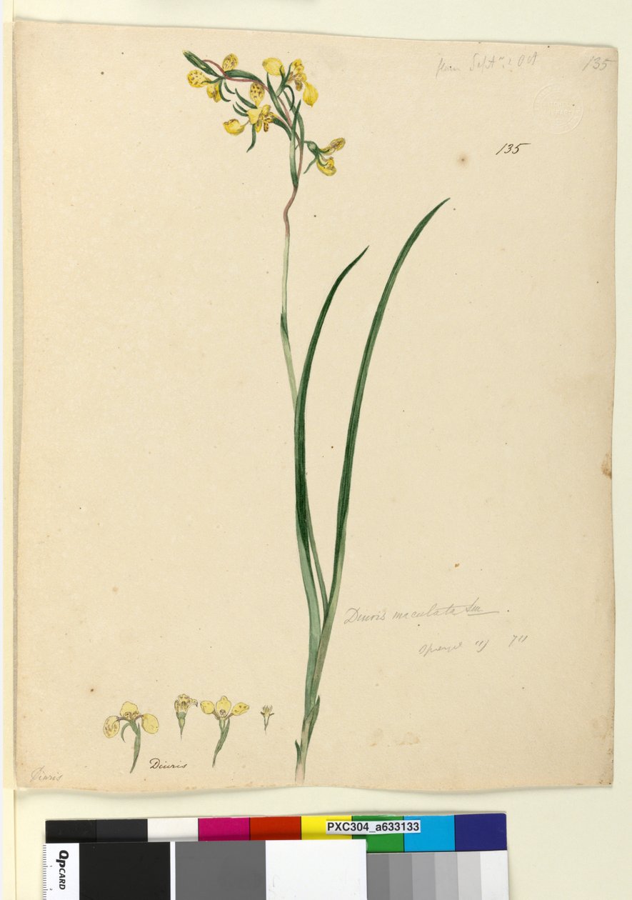 Side 135. Diuris maculata, ca. 1803-06 (wc, penn, blekk og blyant) av John William Lewin