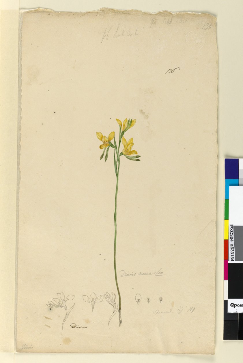Side 136. Diuris aurea, ca. 1803-06 (wc, penn, blekk og blyant) av John William Lewin