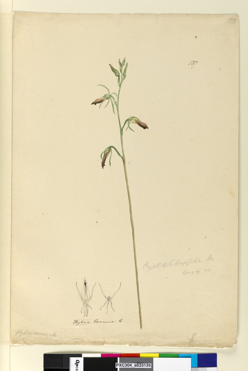 Side 137. Cryptostylis longifolia, ca. 1803-06 (wc, penn, blekk og blyant) av John William Lewin
