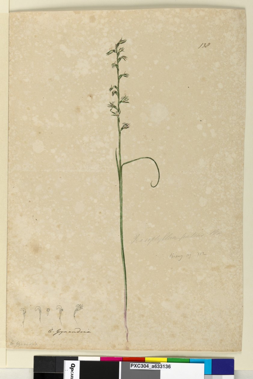 Side 138. Prasophyllum patens, ca. 1803-06 (wc, penn, blekk og blyant) av John William Lewin