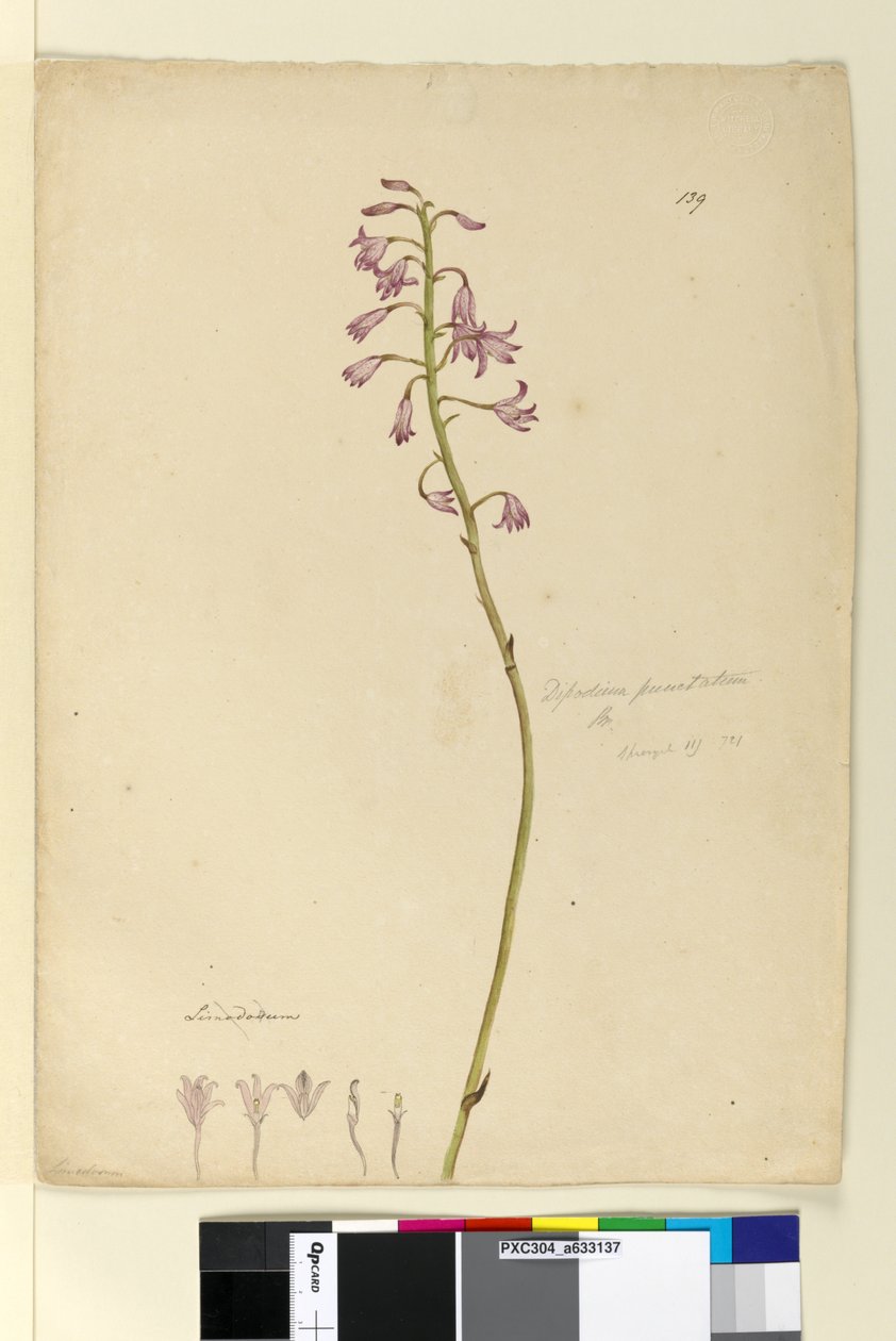 Side 139. Dipodium punctatum, ca. 1803-06 (wc, penn, blekk og blyant) av John William Lewin