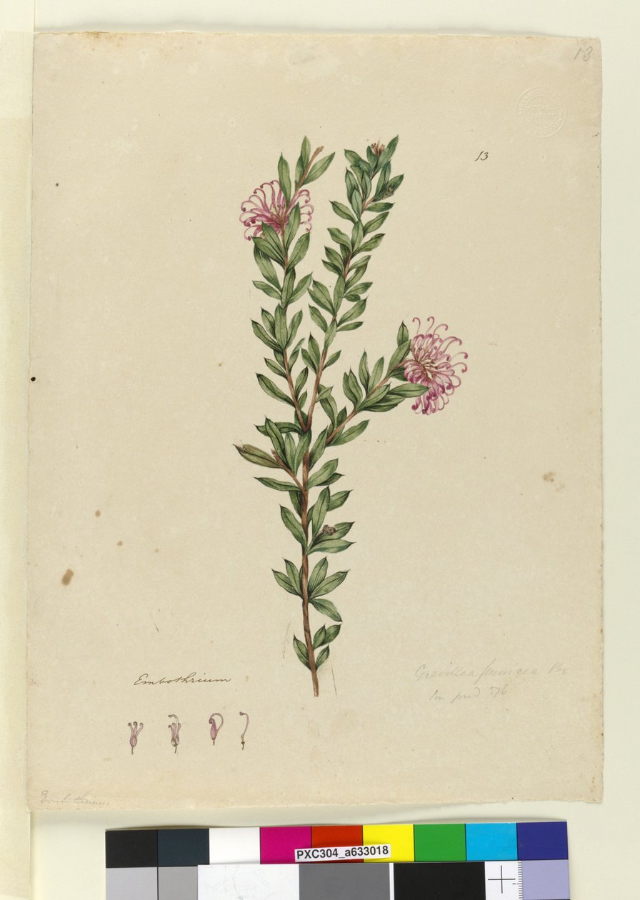 Side 13. Grevillea punicea, ca. 1803-06 (wc, penn, blekk og blyant) av John William Lewin