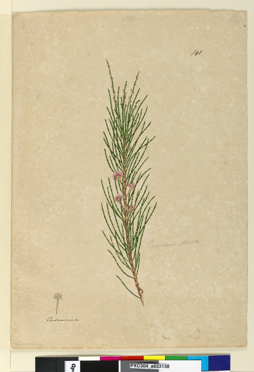 Side 141. Casuarina strictaAllocasuarina verticillata, c.1803-06 (wc, penn, blekk og blyant) av John William Lewin