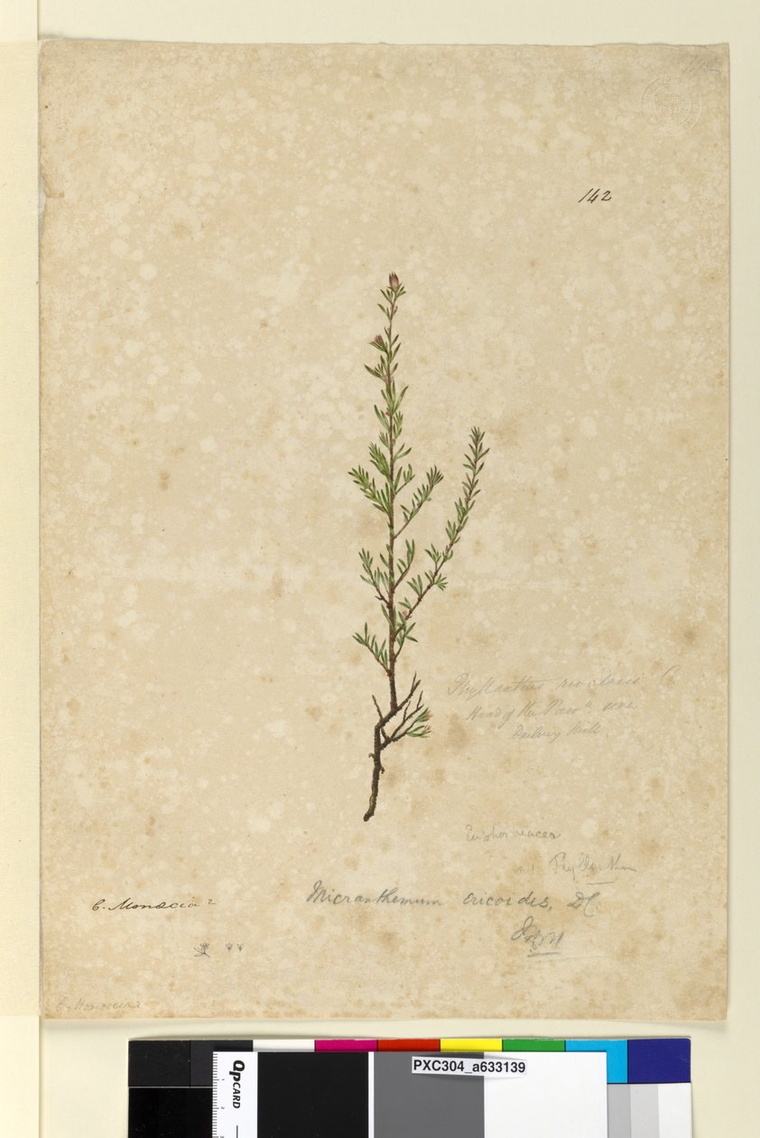 Side 142. Phyllanthus rivularis, ca. 1803-06 (wc, penn, blekk og blyant) av John William Lewin