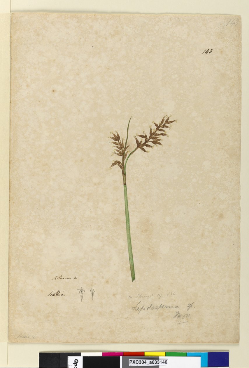 Side 143. Lepidosperma, ca. 1803-06 (wc, penn, blekk og blyant) av John William Lewin