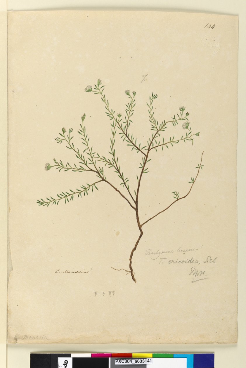 Side 144. Trachymene linearis, ca. 1803-06 (wc, penn, blekk og blyant) av John William Lewin