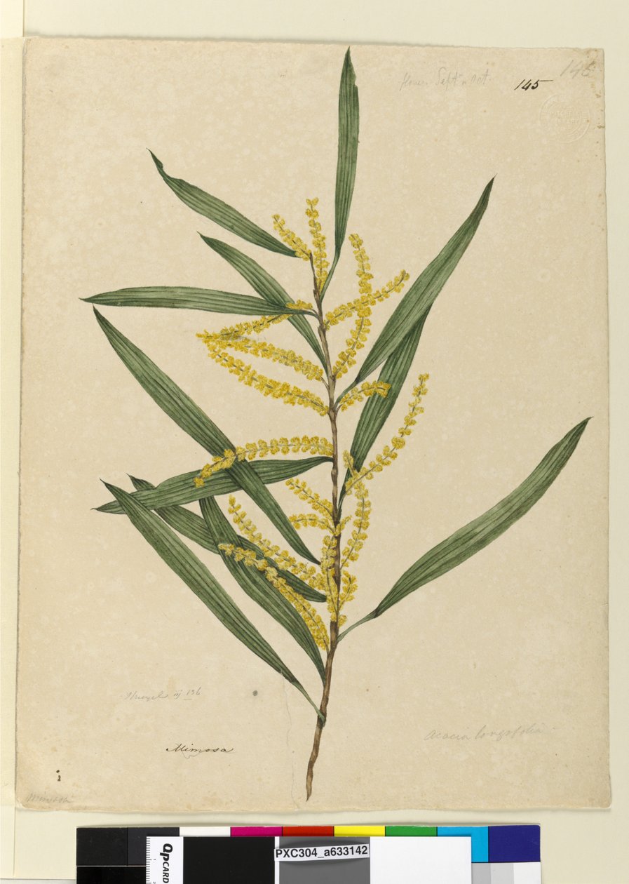 Side 145. Acacia longifolia, ca. 1803-06 (wc, penn, blekk og blyant) av John William Lewin