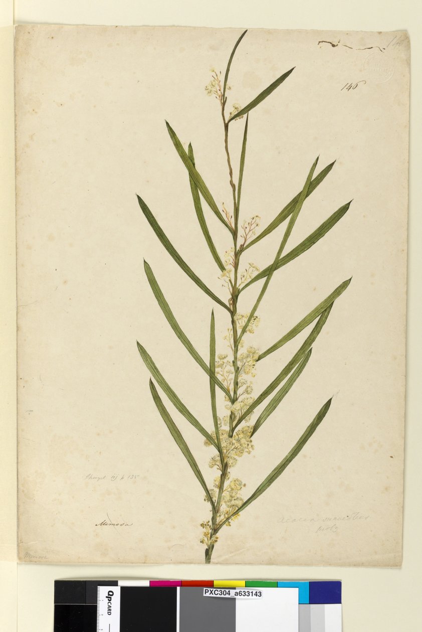 Side 146. Acacia suaveolens, ca. 1803-06 (wc, penn, blekk og blyant) av John William Lewin