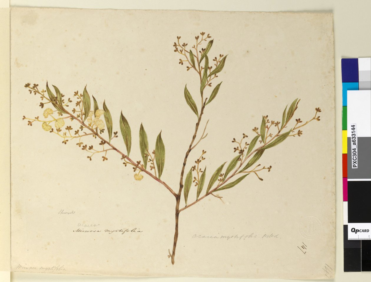 Side 147. Acacia myrtifolia, ca. 1803-06 (wc, penn, blekk og blyant) av John William Lewin