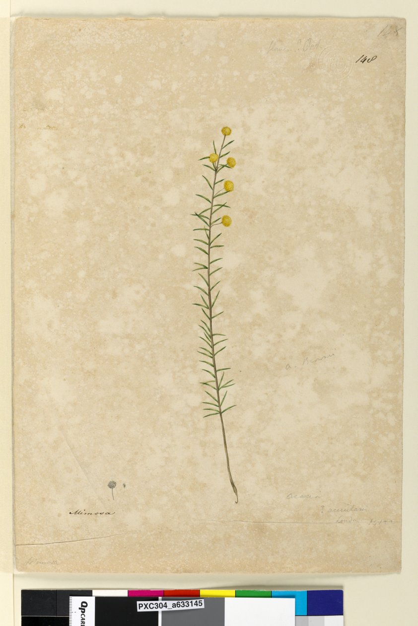 Side 148. Acacia aciculares, ca. 1803-06 (akvarell, penn, blekk og blyant) av John William Lewin