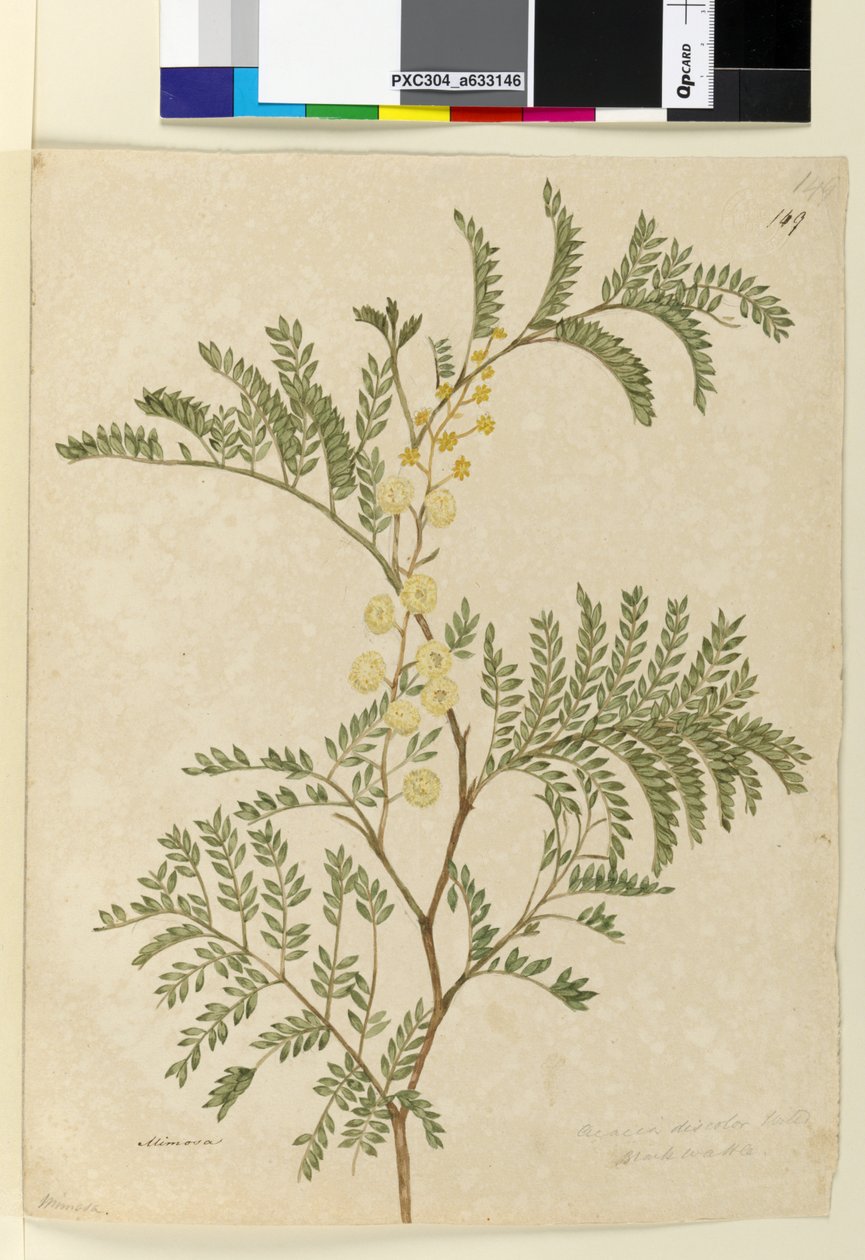 Side 149. Acacia discolorAcacia terminalis, ca. 1803-06 (wc, penn, blekk og blyant) av John William Lewin