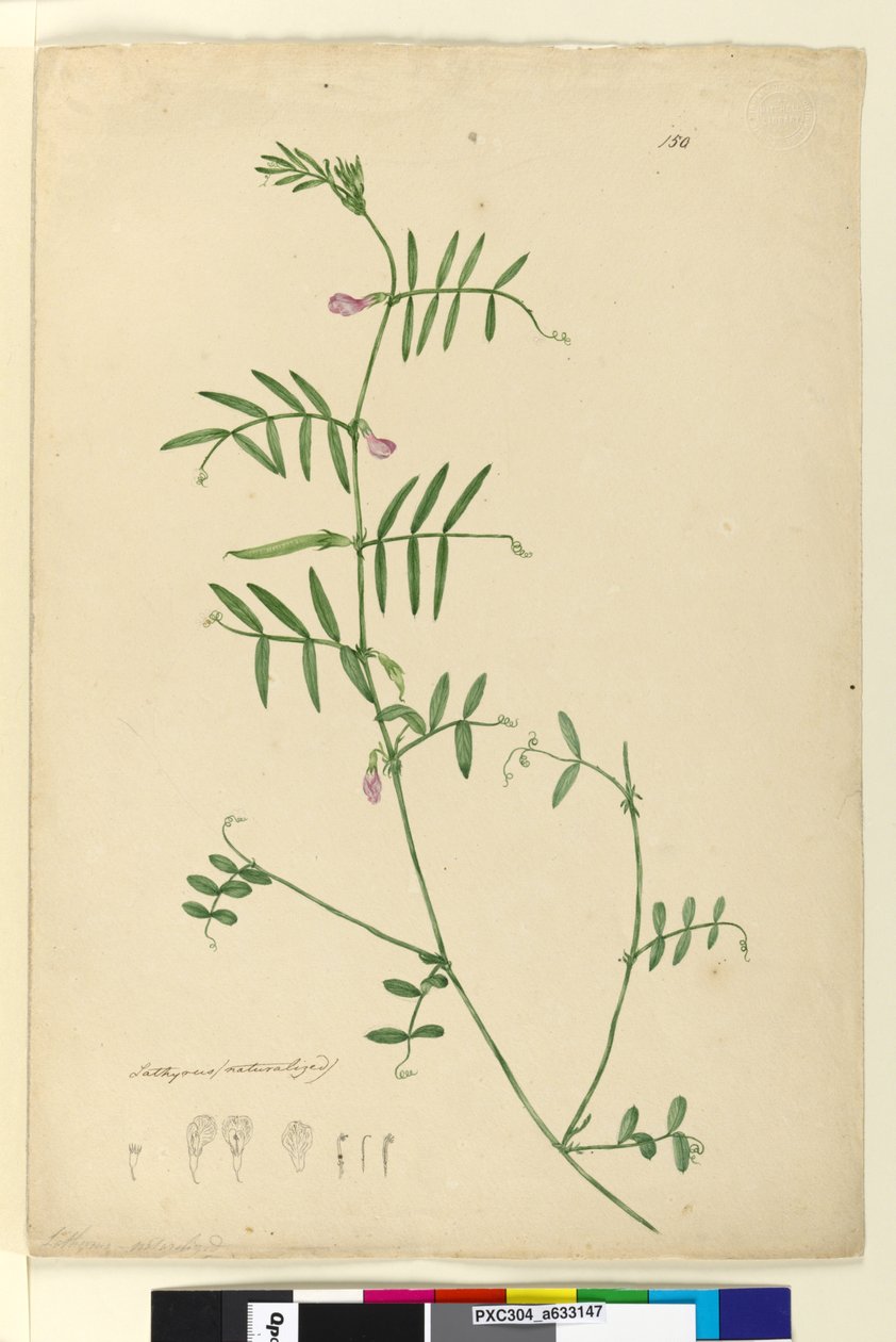 Side 150. Lathyrus, ca. 1803-06 (wc, penn, blekk og blyant) av John William Lewin