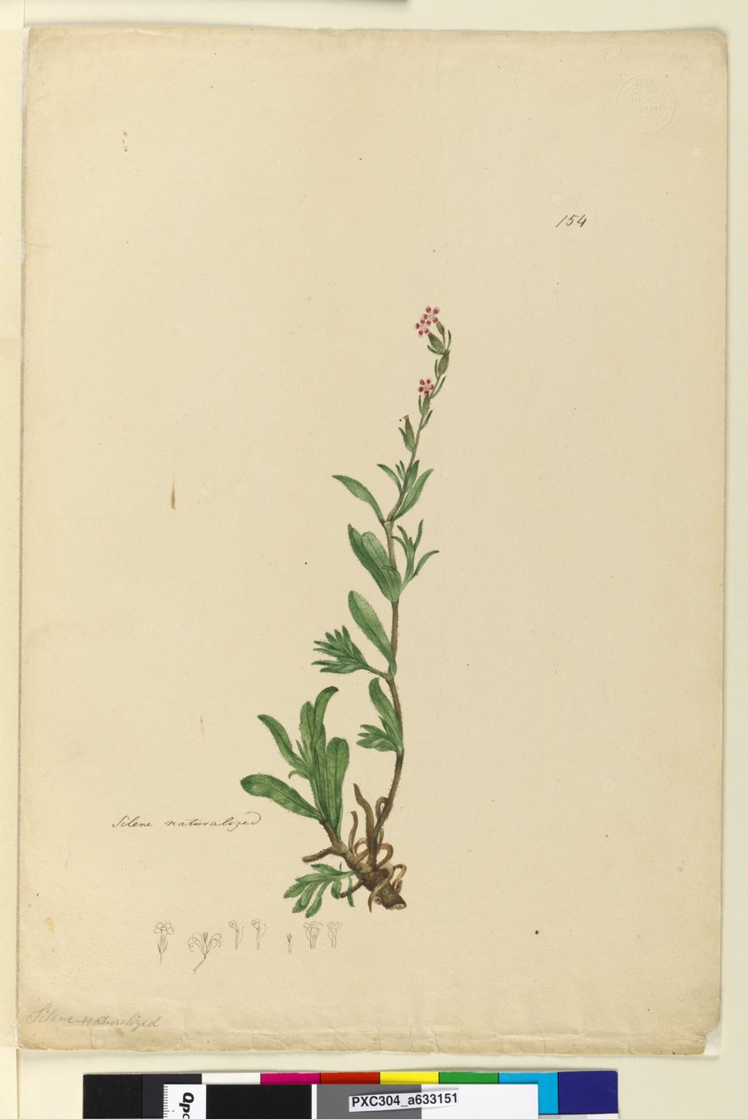 Side 154. Silene naturalisert, ca. 1803-06 (wc, penn, blekk og blyant) av John William Lewin