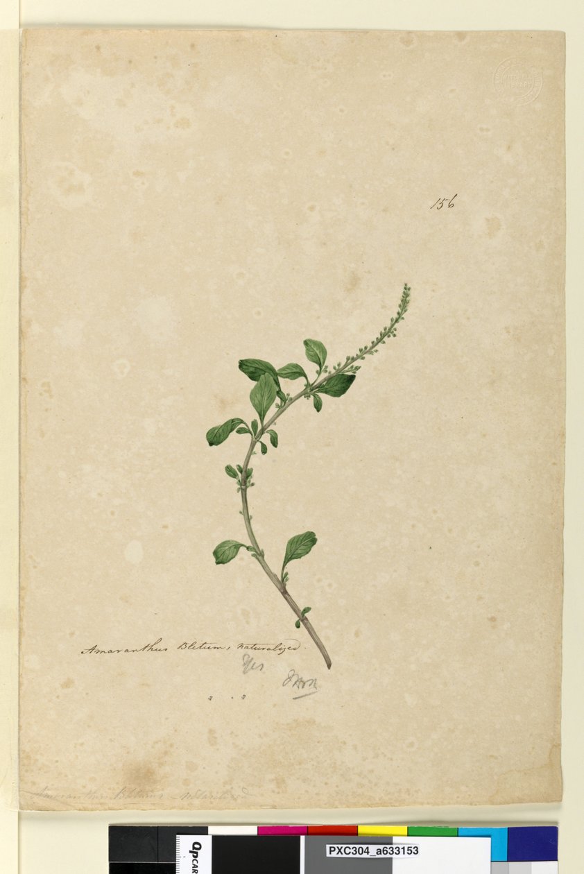 Side 156. Amaranthus Blitum, ca. 1803-06 (wc, penn, blekk og blyant) av John William Lewin