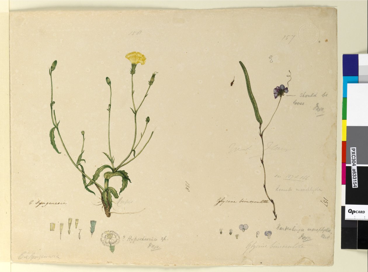 Side 157. Hardenbergia monophyllaHardenbergia violacea; 158. Hypochaeris, ca. 1803-06 (wc, penn, blekk og blyant) av John William Lewin