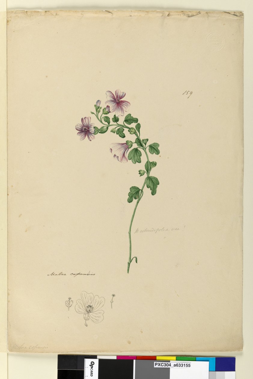 Side 159. Malva capensis, ca. 1803-06 (wc, penn, blekk og blyant) av John William Lewin