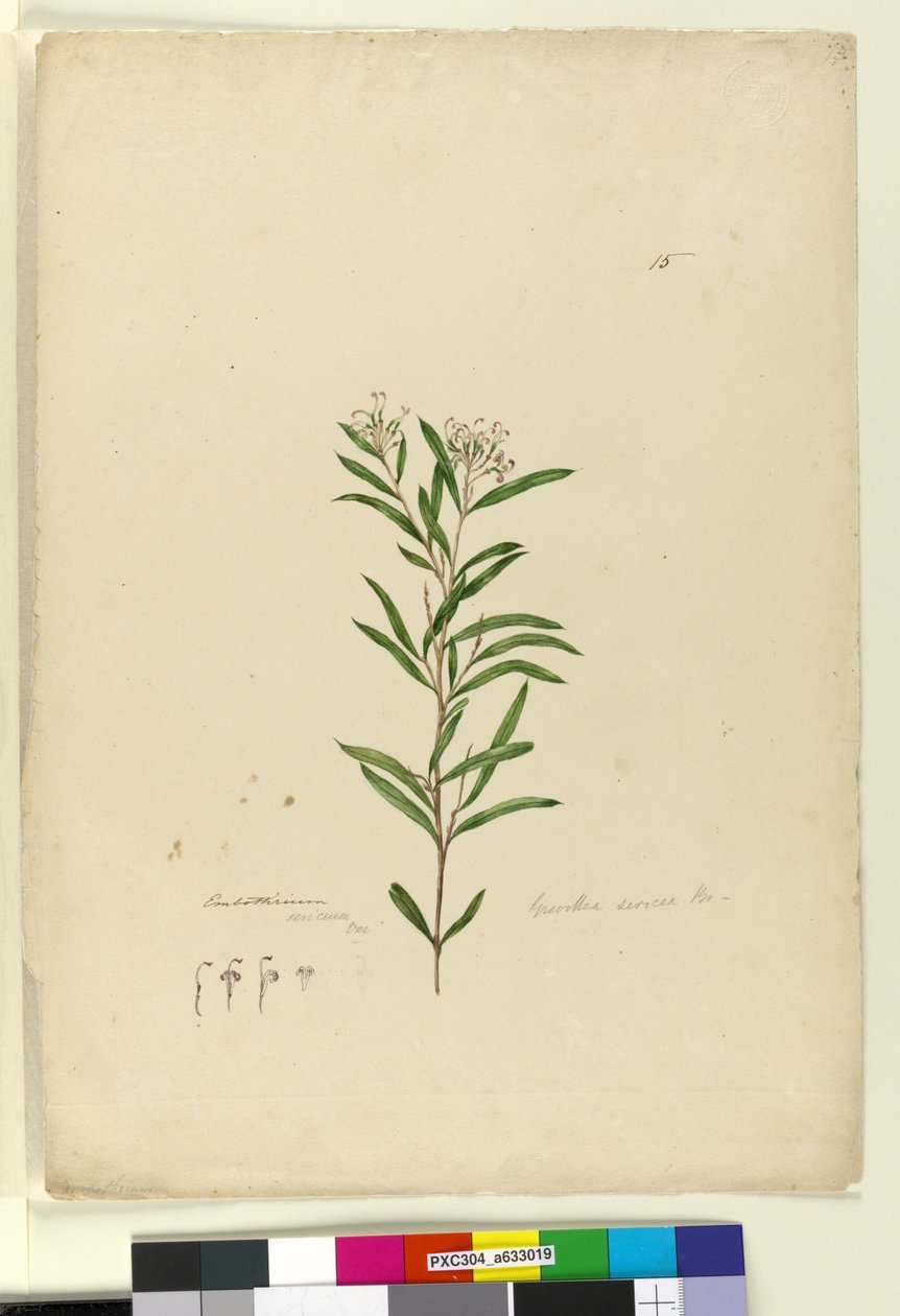 Side 15. Grevillea sericea, ca. 1803-06 (wc, penn, blekk og blyant) av John William Lewin