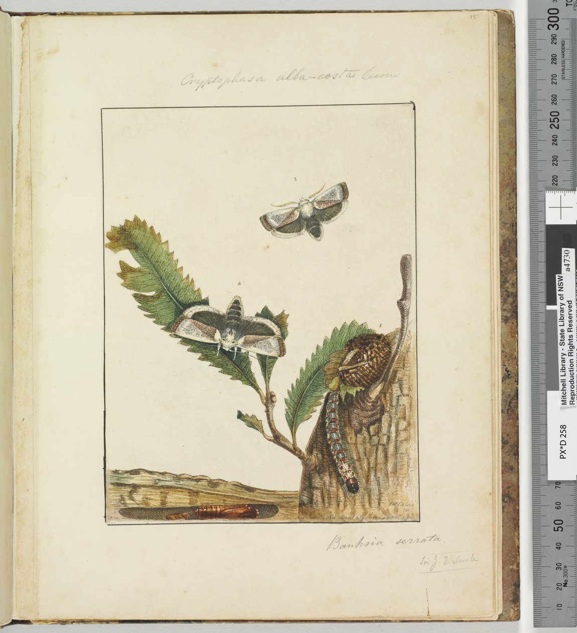 Side 15. Plate 4 Cryptophasa alba, costa Lewin, 1803-04 (håndfargede etsetrykk) av John William Lewin