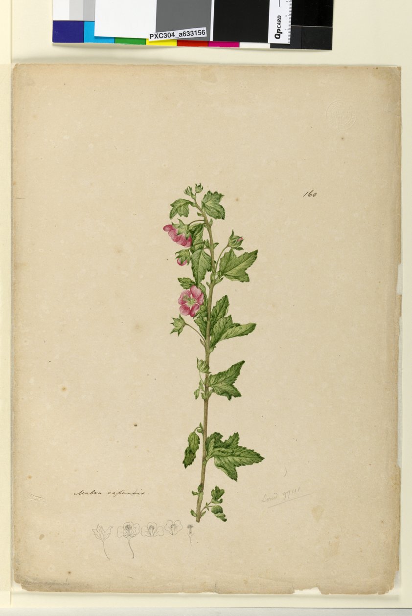 Side 160. Malva capensis, ca. 1803-06 (wc, penn, blekk og blyant) av John William Lewin