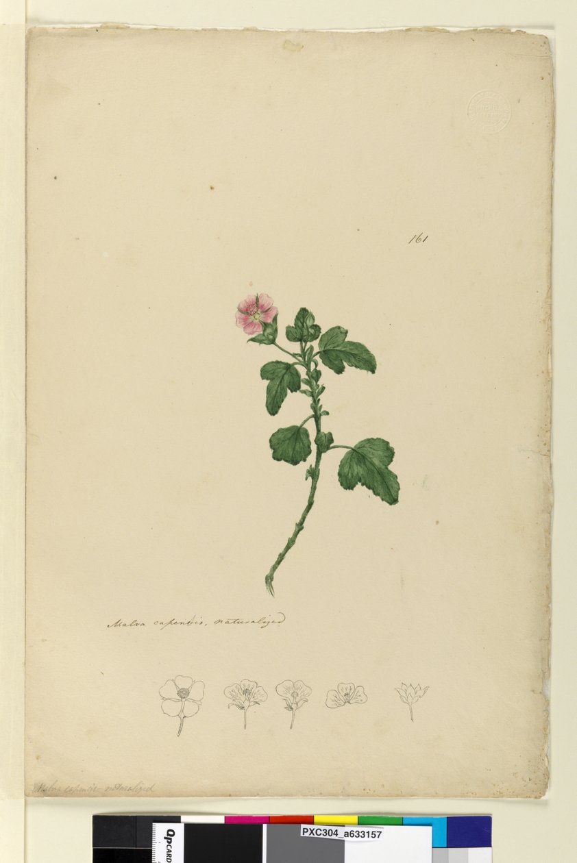 Side 161. Malva capensis, ca. 1803-06 (wc, penn, blekk og blyant) av John William Lewin