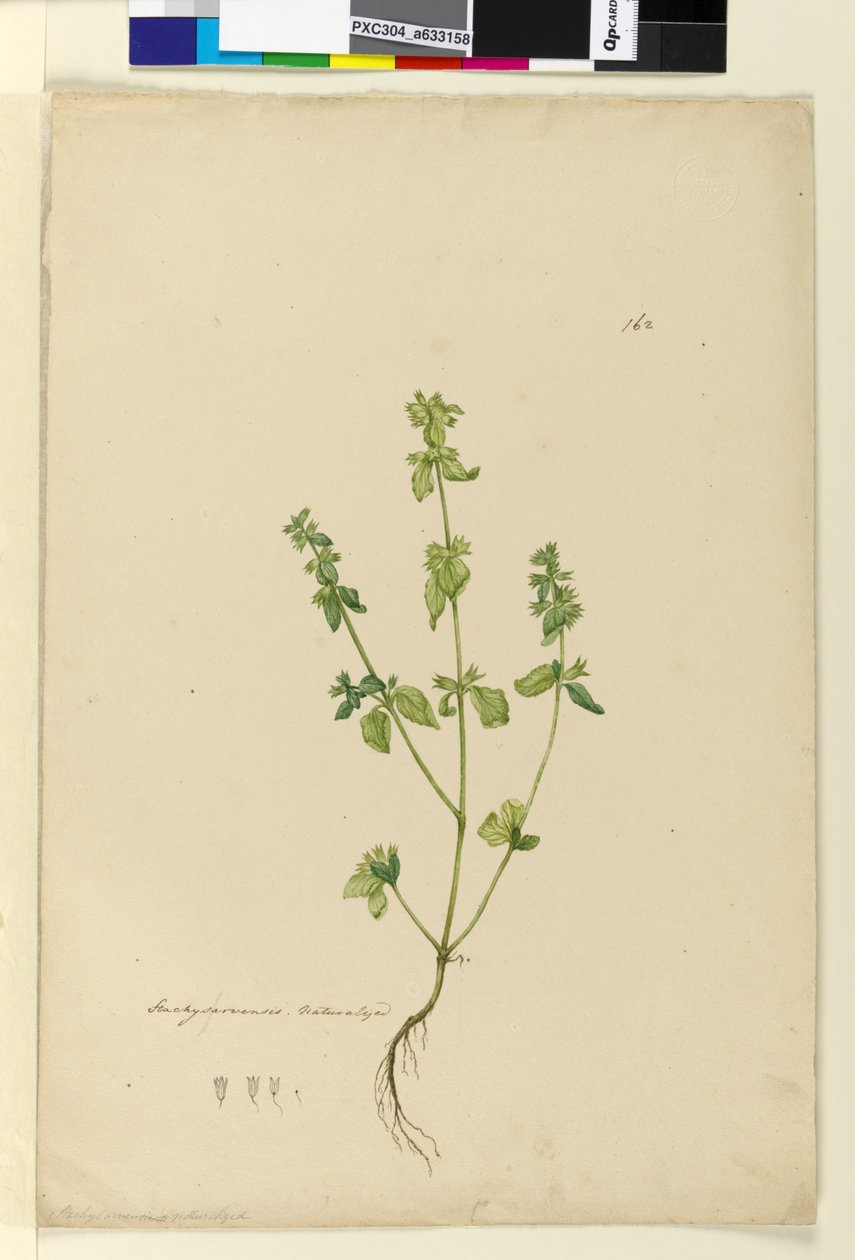 Side 162. Stachys arvensis, ca. 1803-06 (wc, penn, blekk og blyant) av John William Lewin