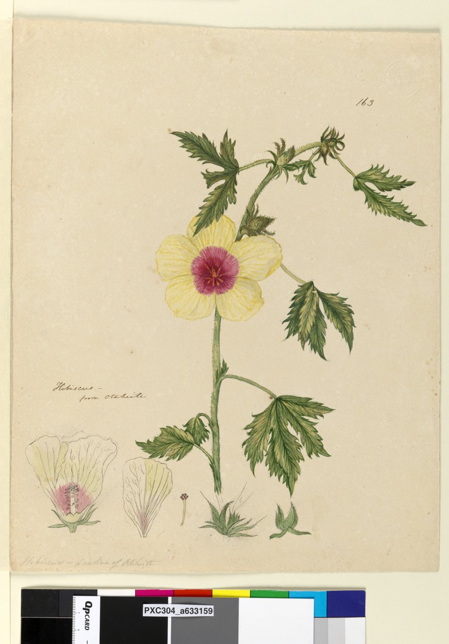 Side 163. Hibiscus, ca. 1803-06 (wc, penn, blekk og blyant) av John William Lewin