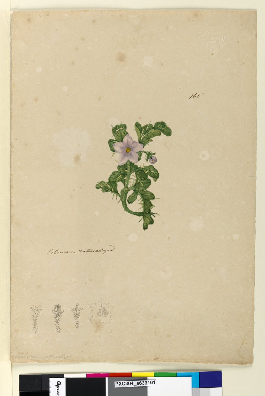 Side 165. Solanum naturalisert, ca. 1803-06 (wc, penn, blekk og blyant) av John William Lewin