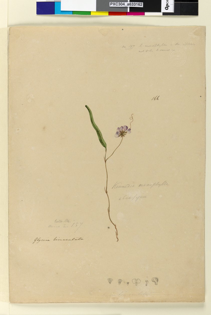 Side 166. Kennedia monophyllaHardenbergia violacea, c.1803-06 (wc, penn, blekk og blyant) av John William Lewin