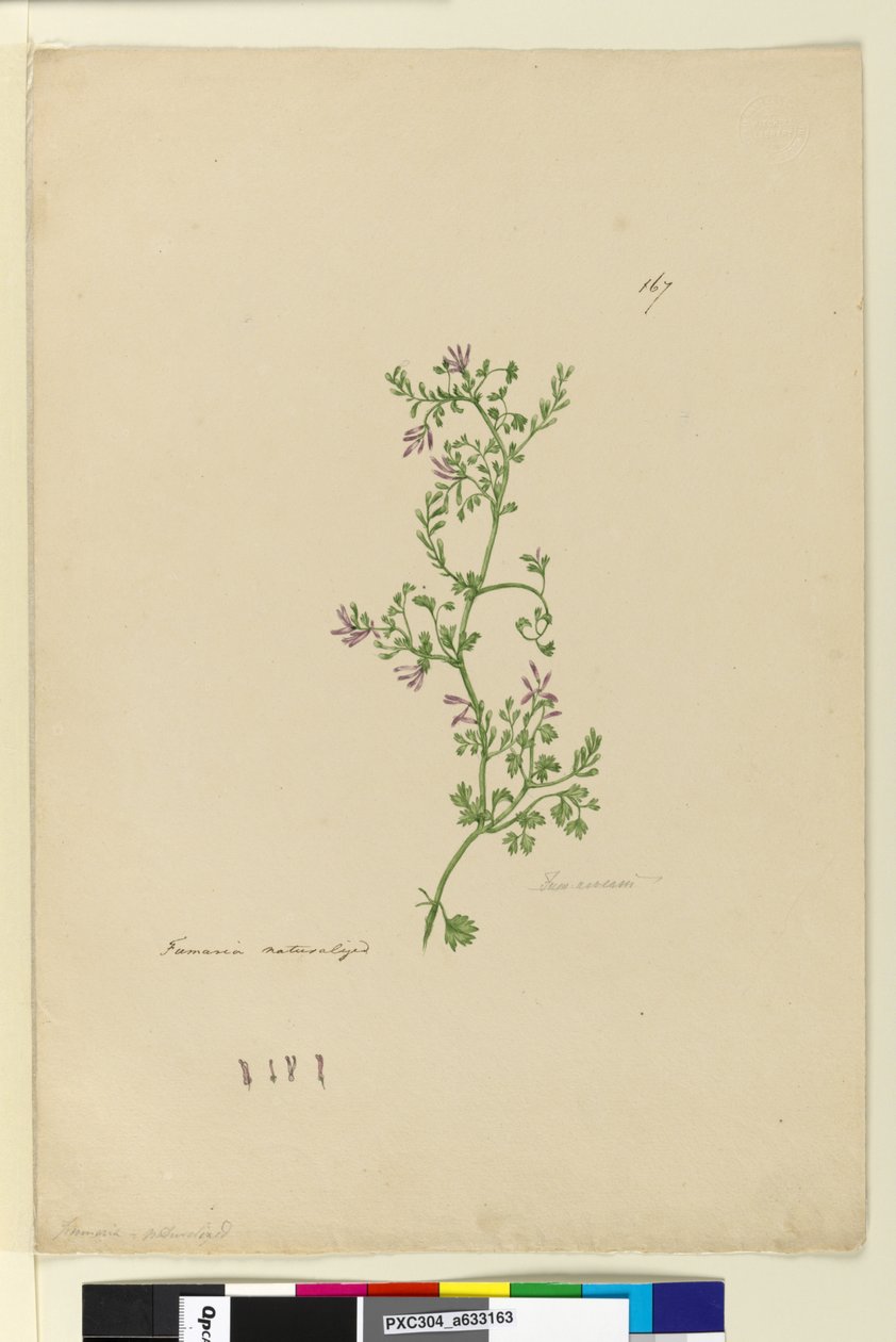 Side 167. Fumaria naturalisert, ca. 1803-06 (wc, penn, blekk og blyant) av John William Lewin