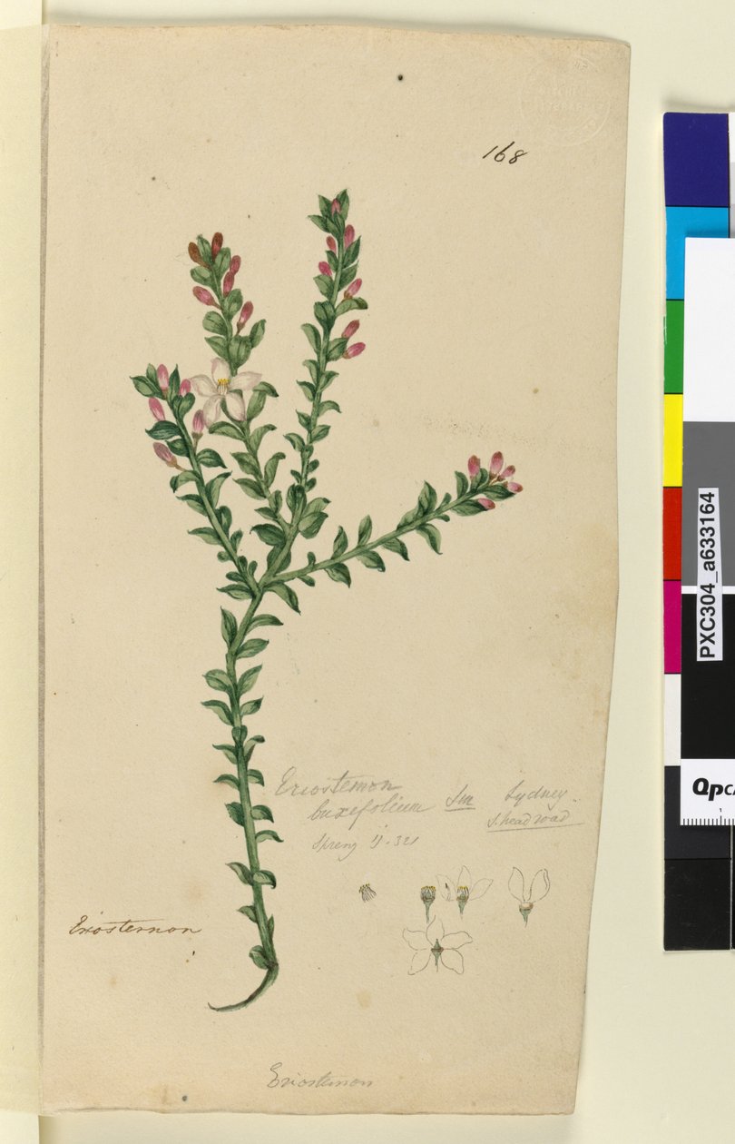Side 168. Eriostemon buxifolium, ca. 1803-06 (wc, penn, blekk og blyant) av John William Lewin