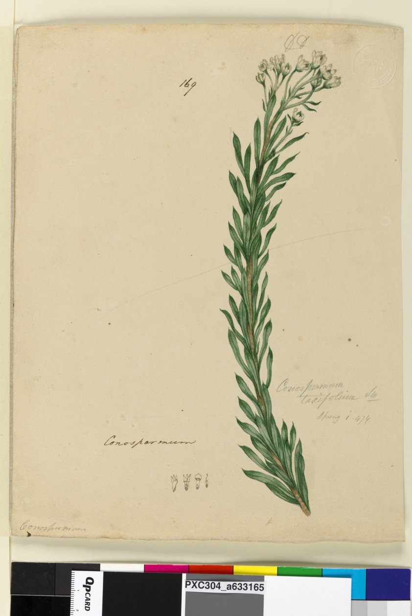 Side 169. Conospermum taxifolium, c.1803-06 (wc, penn, blekk og blyant) av John William Lewin