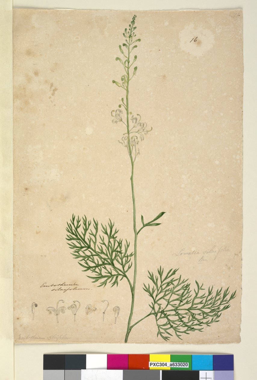 Side 16. Lomatia silaifolia, ca. 1803-06 (wc, penn, blekk og blyant) av John William Lewin