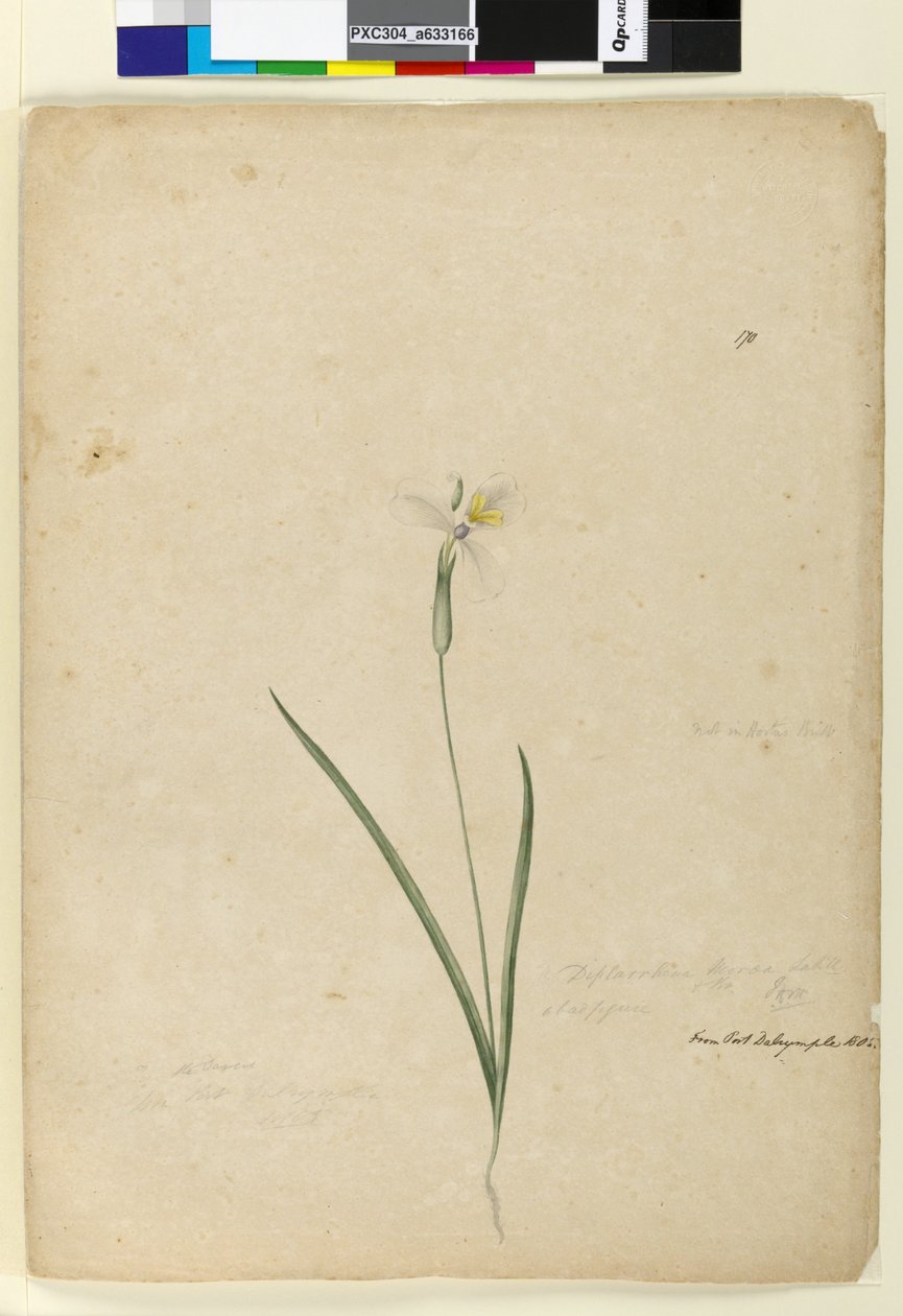 Side 170. Diplarrhena moraea, ca. 1803-06 (wc, penn, blekk og blyant) av John William Lewin