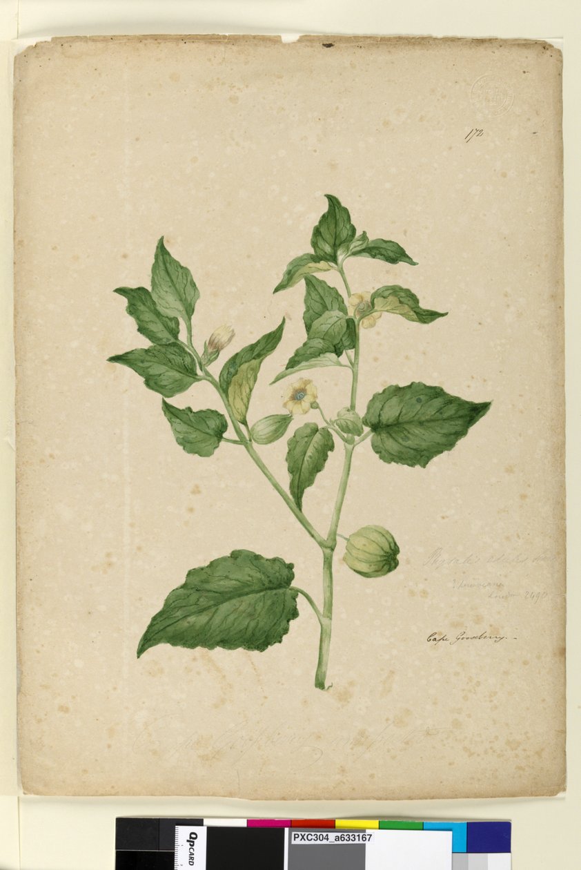 Side 172. Physalis edulis, ca. 1803-06 (wc, penn, blekk og blyant) av John William Lewin