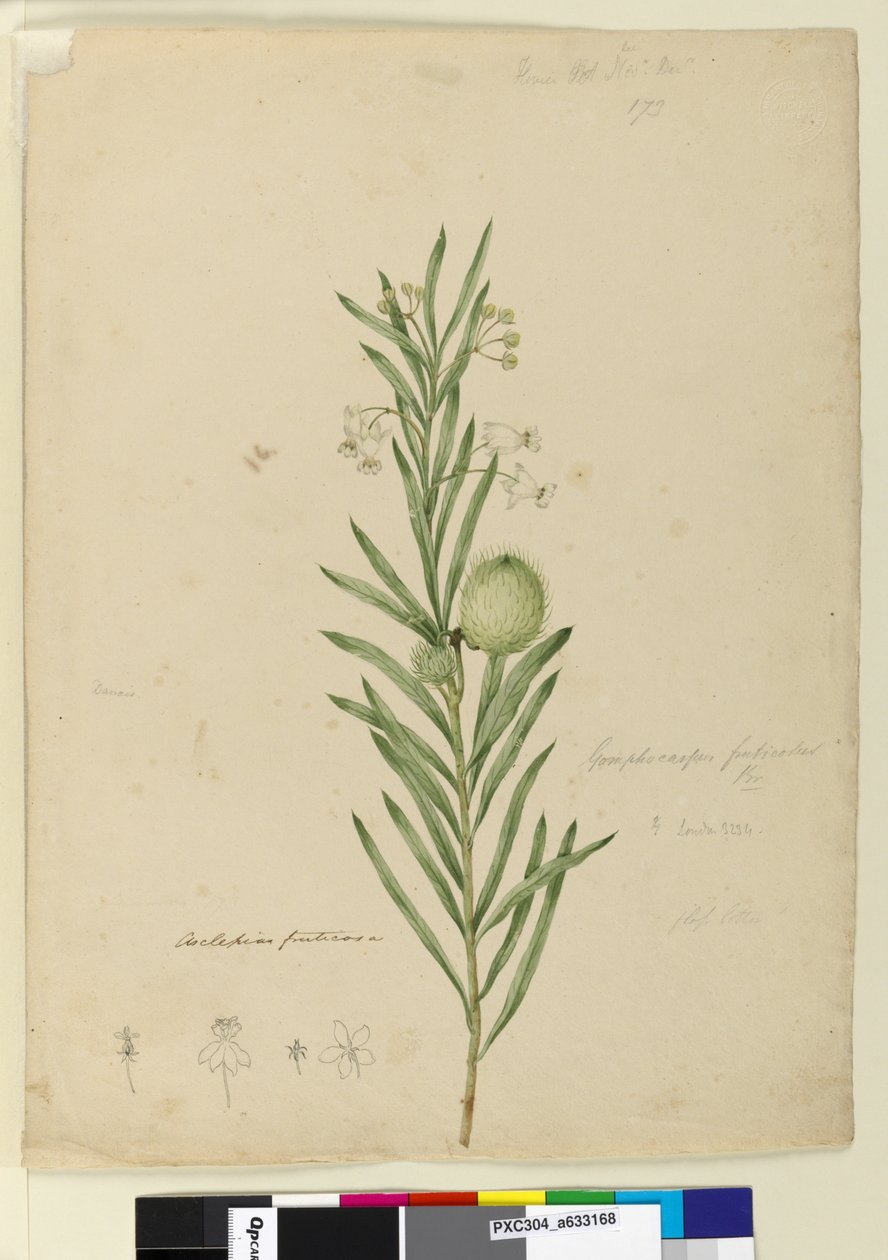 Side 173. Asclepias fruticosa, ca. 1803-06 (wc, penn, blekk og blyant) av John William Lewin