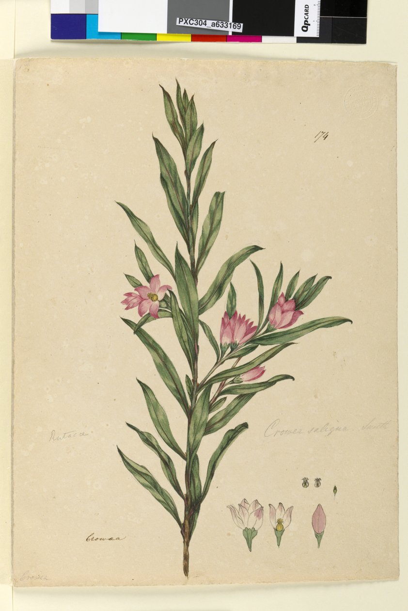 Side 174. Crowea saligna, ca. 1803-06 (wc, penn, blekk og blyant) av John William Lewin