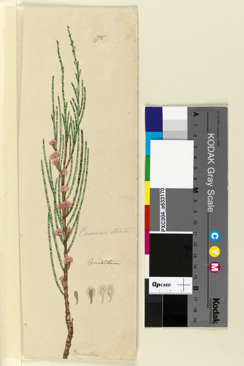 Side 175. Casuarina stricta Allocasuarina verticillata, ca. 1803-06 (wc, penn, blekk og blyant) av John William Lewin