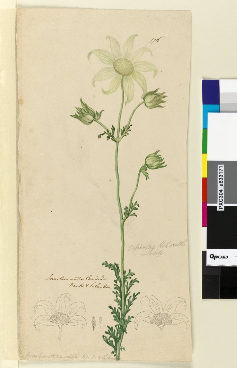 Side 176. Actinotus Helianthe, ca. 1803-06 (wc, penn, blekk og blyant) av John William Lewin