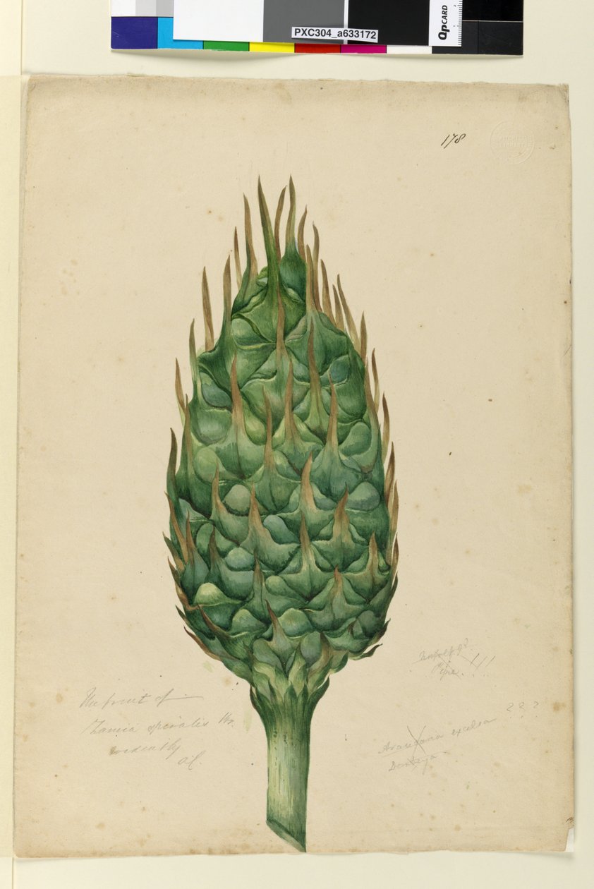 Side 178. Frukten av Zamia spiralis, ca. 1803-06 (wc, penn, blekk og blyant) av John William Lewin