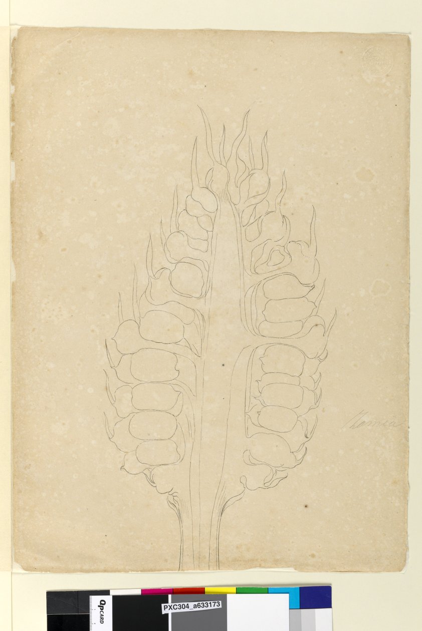 Side 178a. Zamia, ca. 1803-06 (wc, penn, blekk og blyant) av John William Lewin