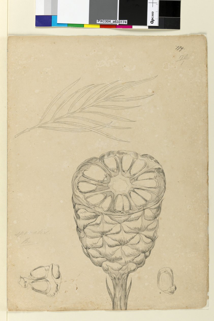 Side 178b. Spiralis, ca. 1803-06 (wc, penn, blekk og blyant) av John William Lewin
